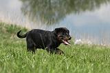 BEAUCERON - PUPPIES 194